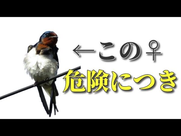 【みじカメの話】ツバメさんは浮●性？(センシティブ注意)