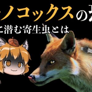 【ゆっくり解説】エキノコックスの恐怖｜キツネに潜む寄生虫が危険なワケ