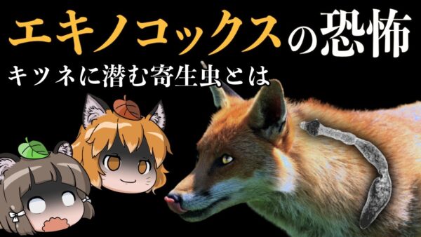 【ゆっくり解説】エキノコックスの恐怖｜キツネに潜む寄生虫が危険なワケ