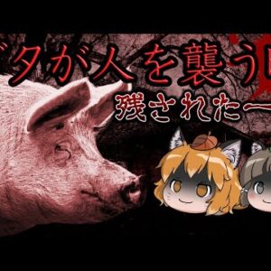 【ゆっくり解説】ブタが人間を襲う時…アメリカの農場で起きた悲劇