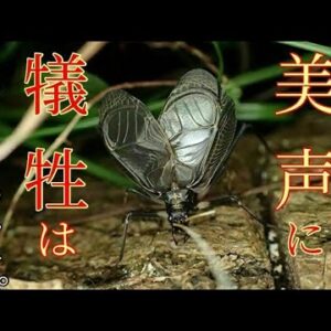 【ゆっくり解説】#16 スズムシ～平安時代はマツムシだった！？という雑学の裏側～