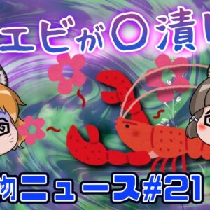 【ゆっくり解説】ザリガニが○漬けで大胆に！？水族館の魚がうつ状態に…新発見のお寿司のサーモン？【生き物ニュース#21】
