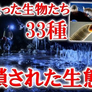550万年も封印されていた「モビル洞窟」そこには異次元の世界が広がっていた【ゆっくり解説】