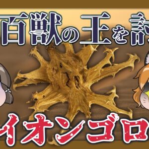 【#Shorts】百獣の王を狙い討て！ライオンゴロシ【へんないきものS#02/ゆっくり解説】