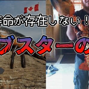 【ゆっくり解説】寿命が存在しない！？ロブスターの謎