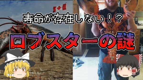 【ゆっくり解説】寿命が存在しない！？ロブスターの謎