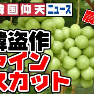 ザ・韓国仰天ニュース！中韓の盗作シャインマスカット、どえらいことになる【ゆっくり解説】