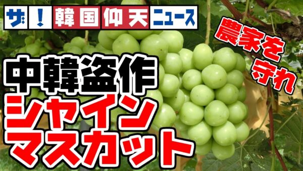 ザ・韓国仰天ニュース！中韓の盗作シャインマスカット、どえらいことになる【ゆっくり解説】