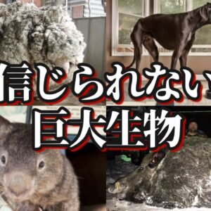 【ゆっくり解説】信じられないサイズの巨大生物10選
