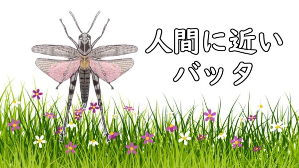 【ボイロ解説】#18-2 アカハネバッタ(後編)～遺伝子解析で分かった意外な人間との共通点～