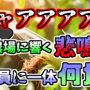 【1979年】農場で作業中、突然顔面に激しい熱さを感じ...「農場アンモニア噴出」【ゆっくり解説】