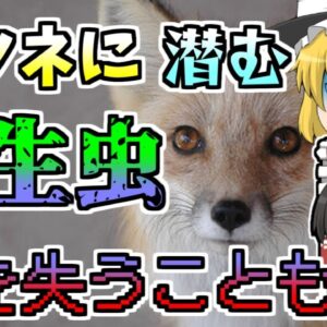 【2021年】北国では御馴染み、キツネから感染する寄生虫『エキノコックス』が本州にも...【ゆっくり解説】