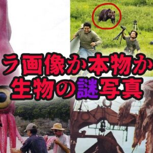 【ゆっくり解説】コラ画像か本物か…フェイクにしか見えない生き物の写真7選