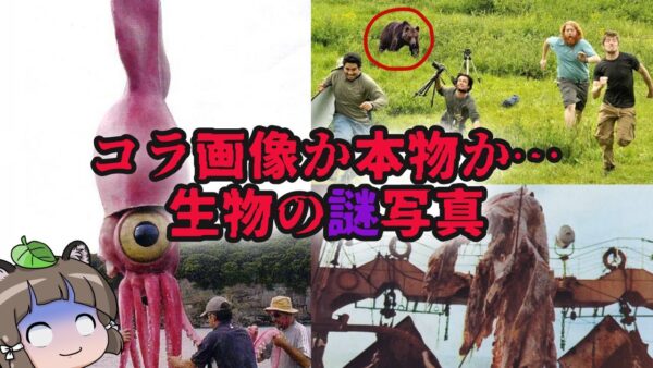 【ゆっくり解説】コラ画像か本物か…フェイクにしか見えない生き物の写真7選