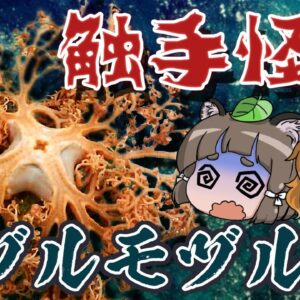 【ゆっくり解説】触手の怪物！？テヅルモヅル【へんないきもの#71】