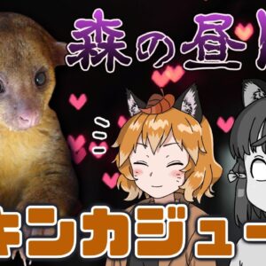 【ゆっくり解説】奪い奪われ愛憎のドラマ！？キンカジュー【へんないきもの#73】