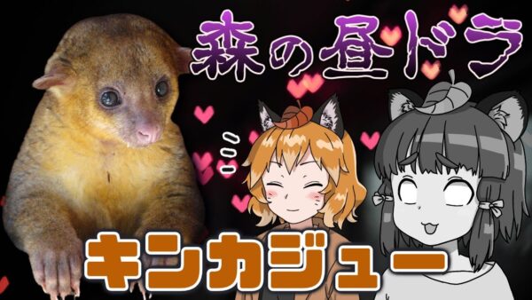 【ゆっくり解説】奪い奪われ愛憎のドラマ！？キンカジュー【へんないきもの#73】