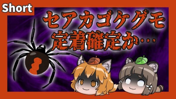 【#Shorts】ついにセアカゴケグモもほぼ全国に定着か…【ゆっくり解説】