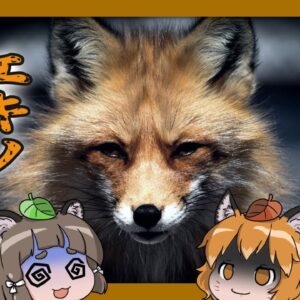 【#Shorts】エキノコックスがついに本州定着か…【ゆっくり解説】