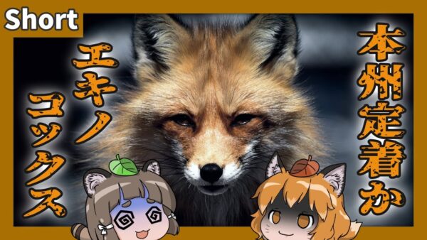 【#Shorts】エキノコックスがついに本州定着か…【ゆっくり解説】