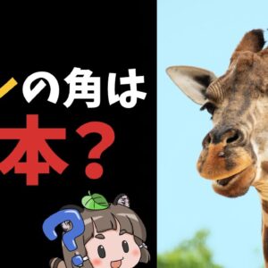 【#Shorts】実は2本じゃない！？キリンの角は何本？【ゆっくり解説】