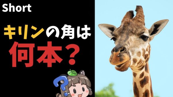 【#Shorts】実は2本じゃない！？キリンの角は何本？【ゆっくり解説】