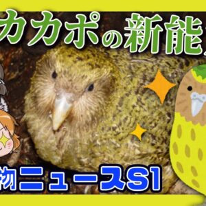 【#Shorts】カカポにまさかの新能力発見！？実はスゴかったのか…【生き物ニュースS#01/ゆっくり解説】