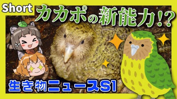 【#Shorts】カカポにまさかの新能力発見！？実はスゴかったのか…【生き物ニュースS#01/ゆっくり解説】