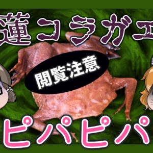 【#Shorts】閲覧注意系カエル！ピパピパ【へんないきものS#03/ゆっくり解説】