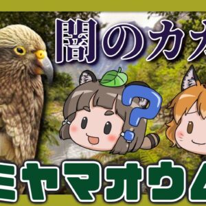 【#Shorts】闇のカカポ？ミヤマオウム(ケア)【へんないきものS#04/ゆっくり解説】