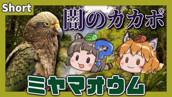 【#Shorts】闇のカカポ？ミヤマオウム(ケア)【へんないきものS#04/ゆっくり解説】