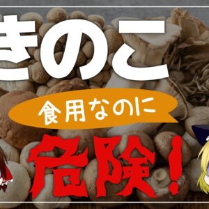 【ゆっくり解説】きのこを毎日食べるとどうなるの？食用キノコも危険！スーパーで購入できるキノコについて