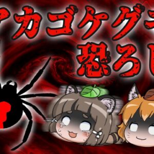 【ゆっくり解説】セアカゴケグモの恐ろしさ｜特定外来生物の毒グモほぼ全国定着か…