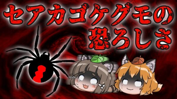 【ゆっくり解説】セアカゴケグモの恐ろしさ｜特定外来生物の毒グモほぼ全国定着か…