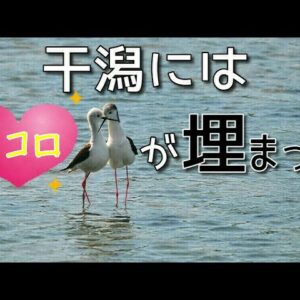 【みじカメの話】真心と下心