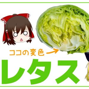 【ゆっくり解説】レタスが赤く変色！これってヤバイ？実は知らないレタスの謎について
