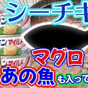 【ゆっくり解説】はごろもフーズのシーチキンにはまさかのあの魚が入ってた…
