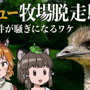 【ゆっくり解説】エミュー牧場脱走騒動｜脱走事件が騒ぎになるワケ