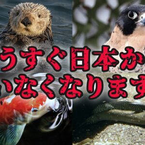 【ゆっくり解説】実は絶滅危惧種の日本の生き物12選