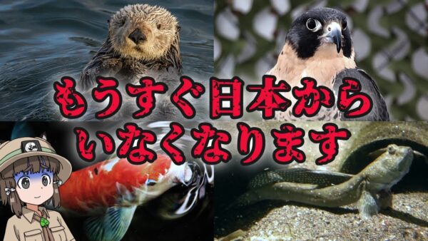 【ゆっくり解説】実は絶滅危惧種の日本の生き物12選