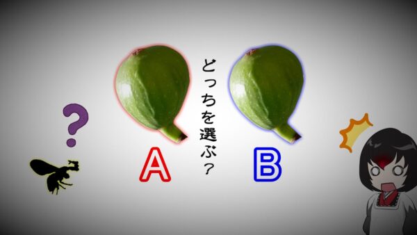 【ゆっくり解説】#20 イチジクコバチ～ハズレ引いたら地獄！？究極の選択！！～【閲覧注意】