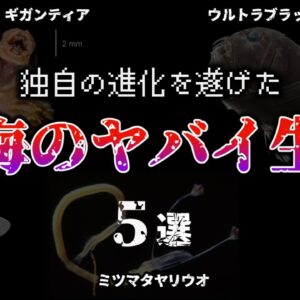 【ゆっくり解説】深海の驚くべきヤバイ生物【5選】