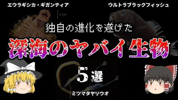 【ゆっくり解説】深海の驚くべきヤバイ生物【5選】