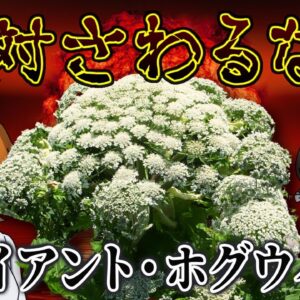 【ゆっくり解説】見かけても絶対触るな！ジャイアント・ホグウィード【へんないきもの#74】