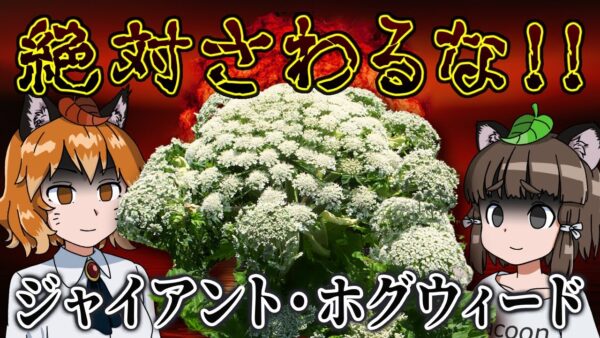 【ゆっくり解説】見かけても絶対触るな！ジャイアント・ホグウィード【へんないきもの#74】