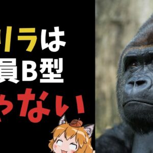 【#Shorts】ゴリラの血液型は全員B型じゃないんです！【ゆっくり解説】
