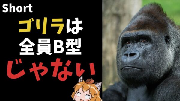 【#Shorts】ゴリラの血液型は全員B型じゃないんです！【ゆっくり解説】