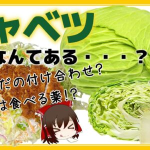 【ゆっくり解説】キャベツって栄養あるの？その芯捨てないで！実はすごいキャベツについて