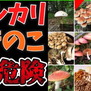 【ゆっくり解説】フリマサイト史上驚きの商品キノコ‼その危険性がヤバい…