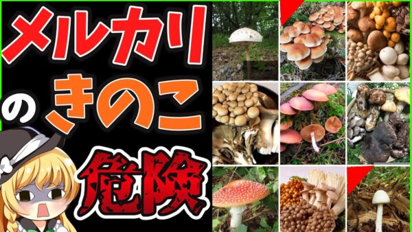 【ゆっくり解説】フリマサイト史上驚きの商品キノコ‼その危険性がヤバい…